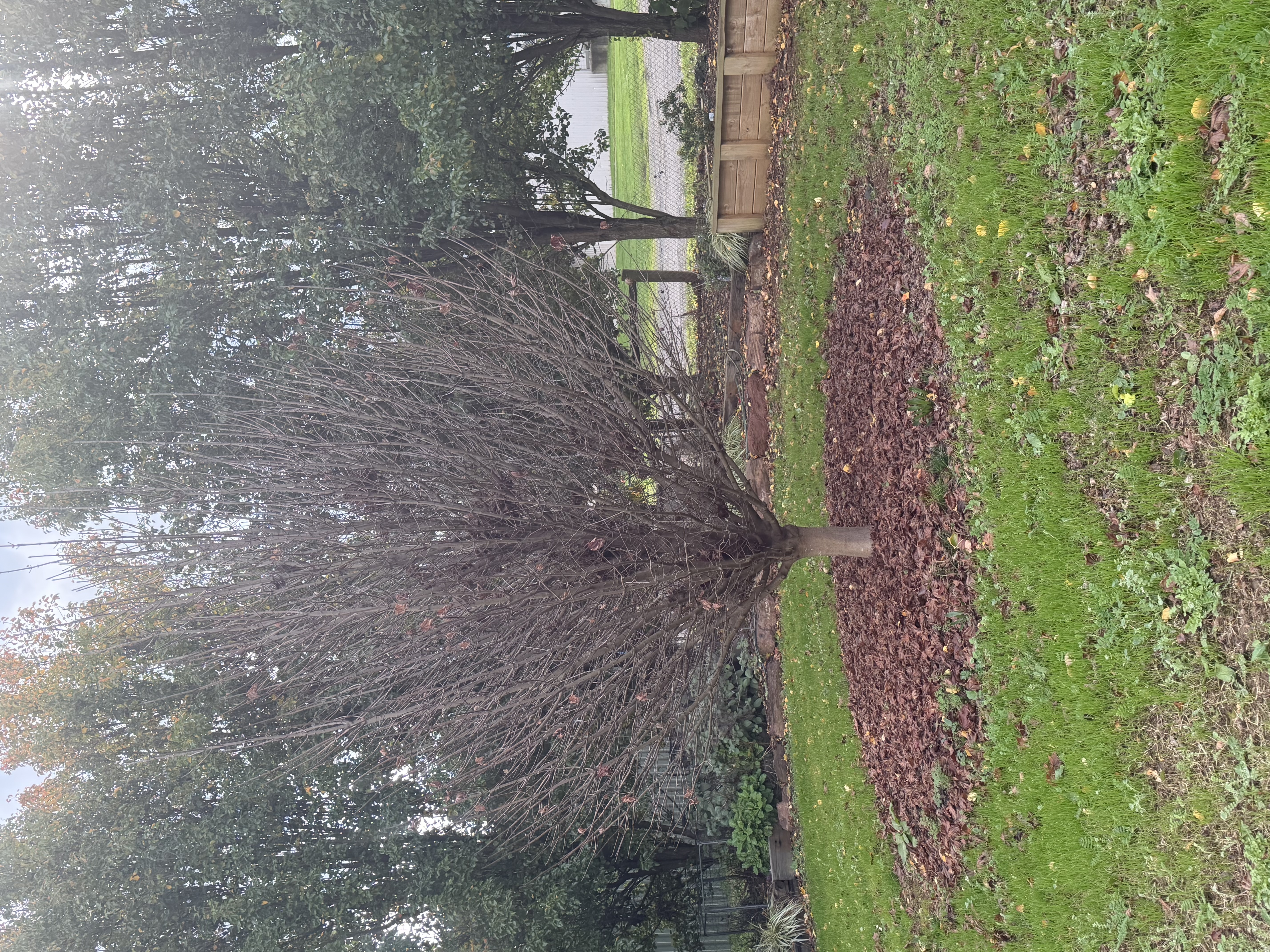 Bare winter tree — The Season of Letting Go